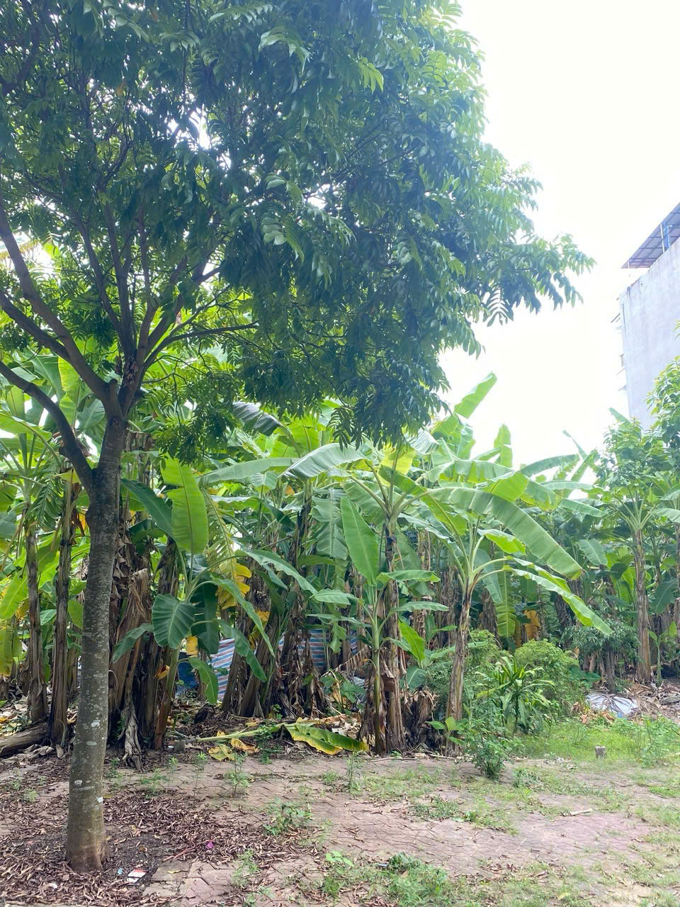 Thanh lý tài sản tại Lô LK 06.05 khu phía Tây cầu Phú Lương, phường Nhị Châu, TP. Hải Dương (nay là Lô Lk 06.05, khu Âu Việt, phường Hải Dương, thành phố Hải Phòng) - 18920674.1.1.1